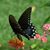 Cindy Bowden's profile image