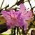 Dannie Lynn Aasted's profile image