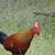 Mano Ratwatte's profile image