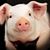 Jeff Jipson's profile image