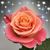 Molly Alstott's profile image
