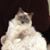 Jennifer Lewis's profile image