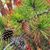 Sallie Rees Krueger's profile image