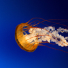 Abby H.'s profile image