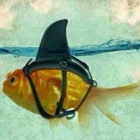 Pam Yado's profile image