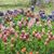 Cheryl Cooper Cotton's profile image