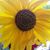 Lee Deasy's profile image