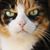 Jill Donars's profile image