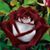 Aneta Ferdinandova's profile image