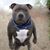 Chris Buccilli's profile image