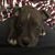 Elton James Steadham's profile image