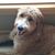 Carol Brozek's profile image
