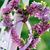 Carol M Cantello's profile image