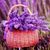 Dina Srouji's profile image