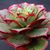 Becky Hoober Lewis's profile image