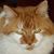 Jackie Legere's profile image