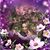 Anjili DeLauretis Kinney's profile image