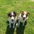Lori Johnson's profile image