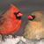 Tracey Roark's profile image