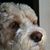 Rhonda Loppnow's profile image