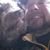 Stacey Nyenhuis's profile image