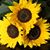 Kristy Hall Willis's profile image