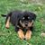 Linda Blasi Davidson's profile image