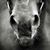 Nicole Sargent's profile image