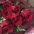 Renee Worthington's profile image