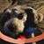 Laura Clemente's profile image