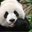 Darlene Shields's profile image