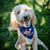 Tracy Marshall Bernier's profile image