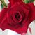 Lori Santiago's profile image