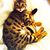 Shelley Morice's profile image