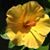 Leslie Ames's profile image