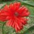 Lisa Strout's profile image