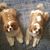 Vicki Anderson Griffis's profile image