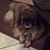 Archie Flowers's profile image