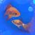 Nancy Dinger Aikins's profile image