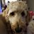 Traci Campbell's profile image