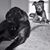 Carmen Baroni's profile image