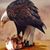 Chris Neely's profile image
