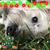Amanda Hopkins's profile image