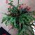 Edith Masur's profile image