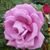 Sherry Carriker's profile image