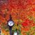 Victor Campos Pippo's profile image