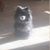 Tracie Patrick's profile image