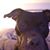 Pamela Sue Whorton's profile image