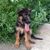Okagen Kennel's profile image