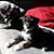 Lauren Bohl- DeCola's profile image